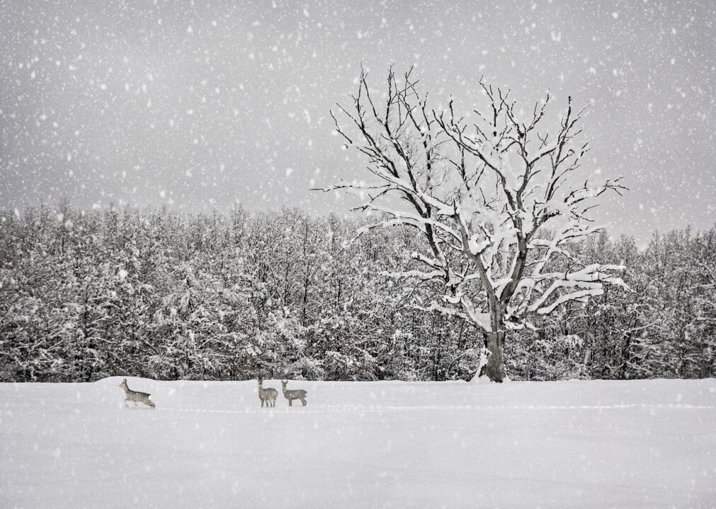 1927: Record snowfall in Raleigh, North Carolina